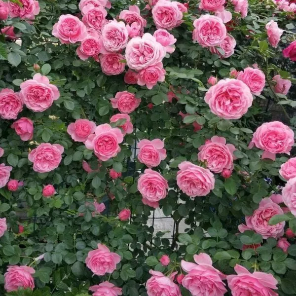 Green_Paradise_Pink_Scented_Creeper_Rose_Plant_Default_Title