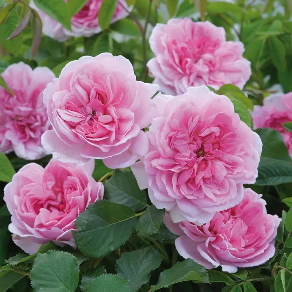 Green_Paradise_Pink_Scented_Creeper_Rose_Plant_Default_Title