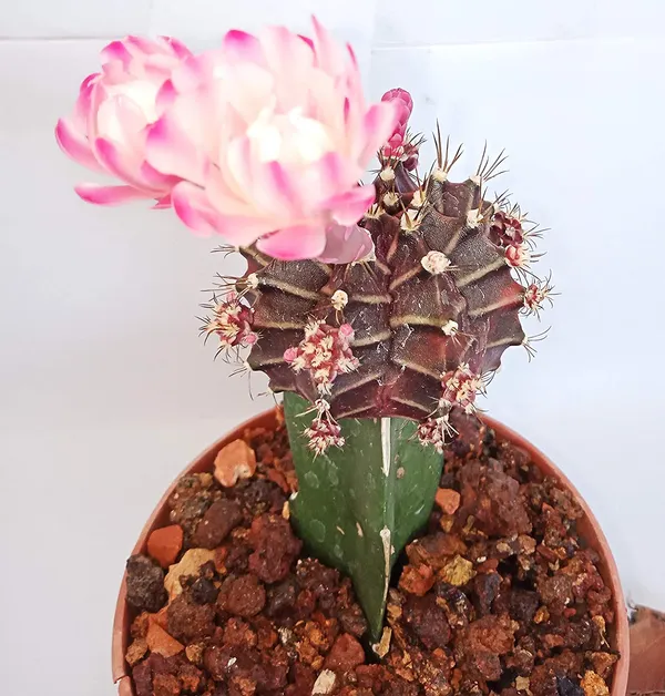 Live_Moon_Cactus_Pack_Of_3_Plants_Default_Title