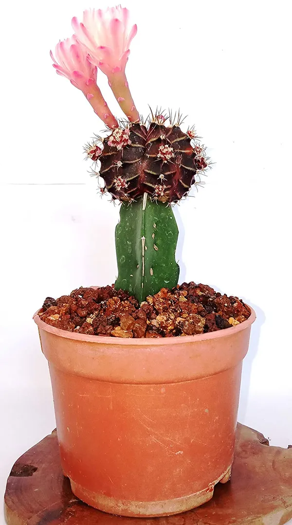 Live_Moon_Cactus_Pack_Of_3_Plants_Default_Title