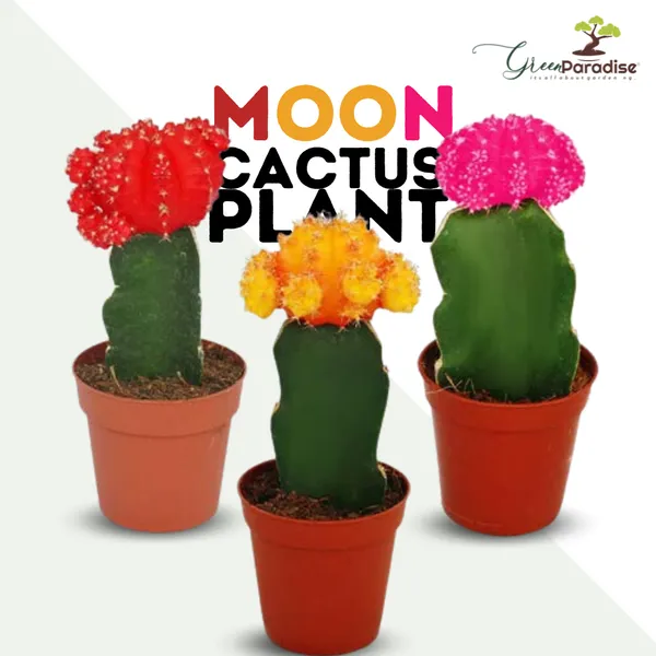 Live_Moon_Cactus_Pack_Of_3_Plants_Default_Title