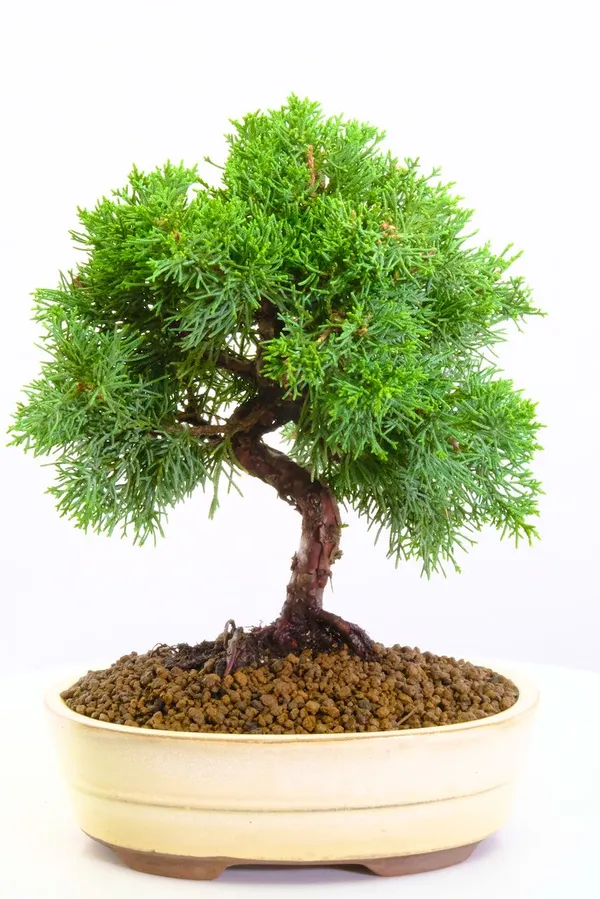 Chinese_Juniper_Bonsai_Tree_With_Plastic_Bonsai_Pot_Default_Title