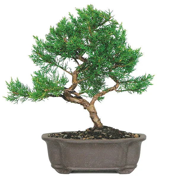 Chinese_Juniper_Bonsai_Tree_With_Plastic_Bonsai_Pot_Default_Title