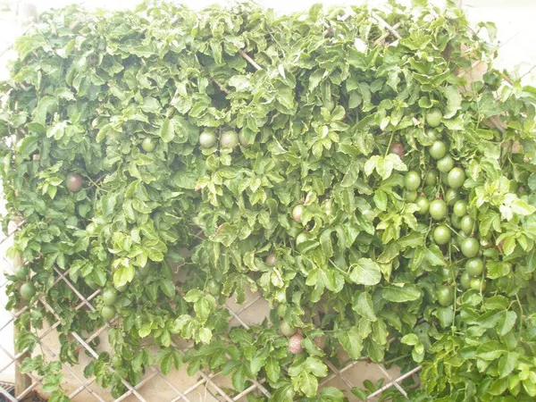 Live_Passion_Fruit_Plant_Default_Title