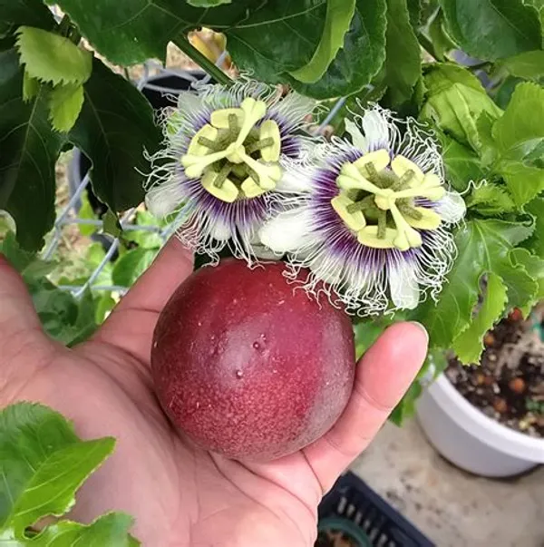 Live_Passion_Fruit_Plant_Default_Title