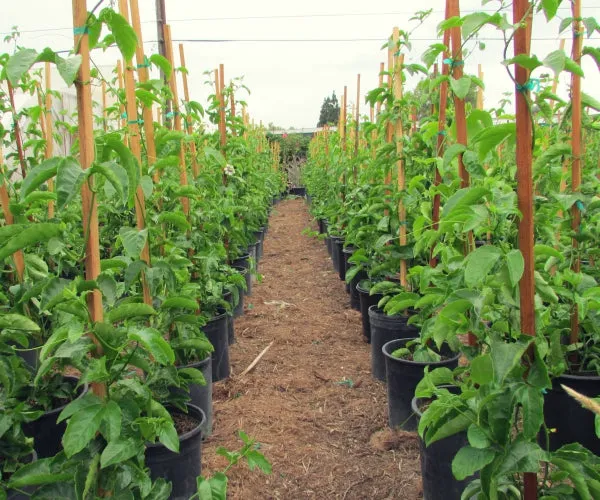 Live_Passion_Fruit_Plant_Default_Title
