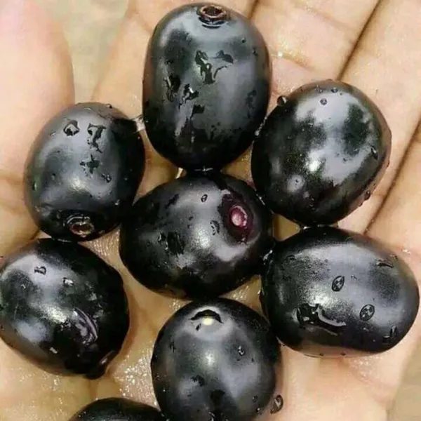 Live_Black_Plum_Black_Jamun_Plant_Default_Title