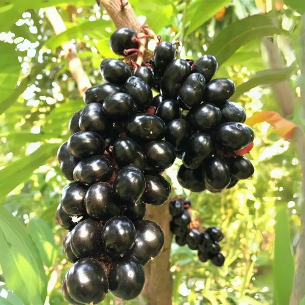 Live_Black_Plum_Black_Jamun_Plant_Default_Title