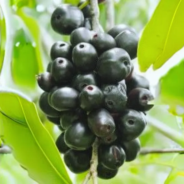 Live_Black_Plum_Black_Jamun_Plant_Default_Title