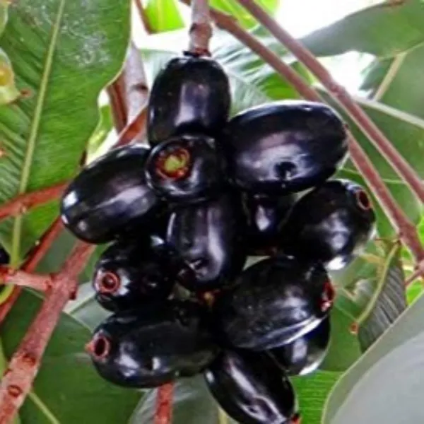 Live_Black_Plum_Black_Jamun_Plant_Default_Title