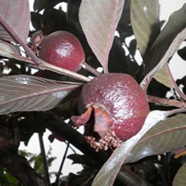 Live_Black_Guava_Plant_Suitable_For_Bonsai_Default_Title