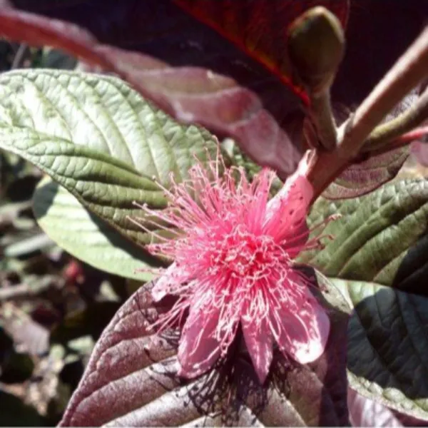 Live_Black_Guava_Plant_Suitable_For_Bonsai_Default_Title
