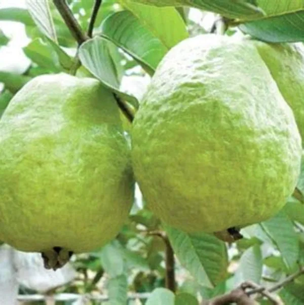 Live_1_Kg_Thai_Guava_Plant_Suitable_For_Bonsai_Default_Title