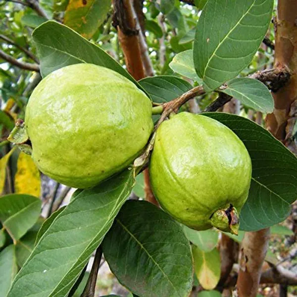Live_1_Kg_Thai_Guava_Plant_Suitable_For_Bonsai_Default_Title