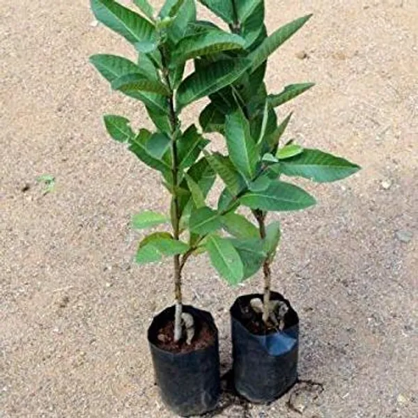Live_1_Kg_Thai_Guava_Plant_Suitable_For_Bonsai_Default_Title