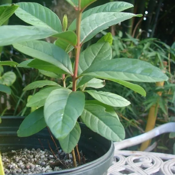 Live_Red_Guava_Plant_Suitable_For_Default_Title