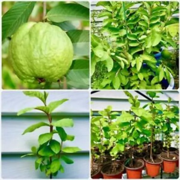 Live_Red_Guava_Plant_Suitable_For_Default_Title