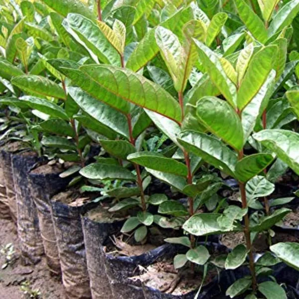 Live_Red_Guava_Plant_Suitable_For_Default_Title