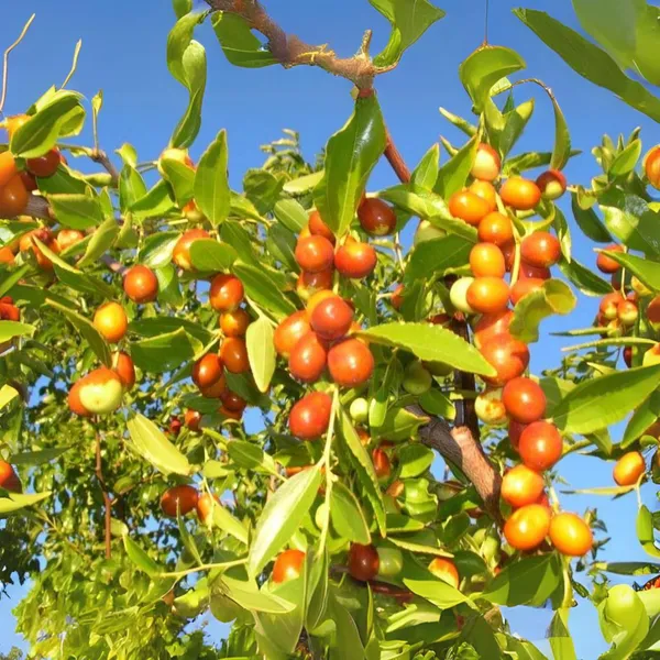 Exclusive_Live_Sweet_Jujube_Fruit_Ber_Plant_Suitable_For_Bonsai_Default_Title