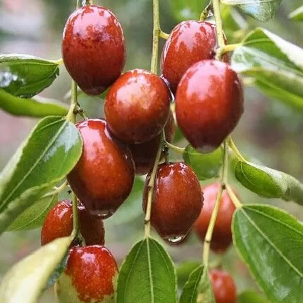 Exclusive_Live_Sweet_Jujube_Fruit_Ber_Plant_Suitable_For_Bonsai_Default_Title