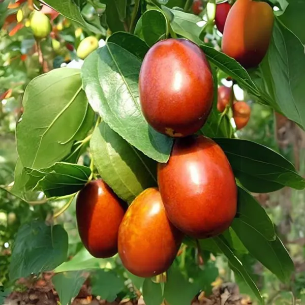 Exclusive_Live_Sweet_Jujube_Fruit_Ber_Plant_Suitable_For_Bonsai_Default_Title