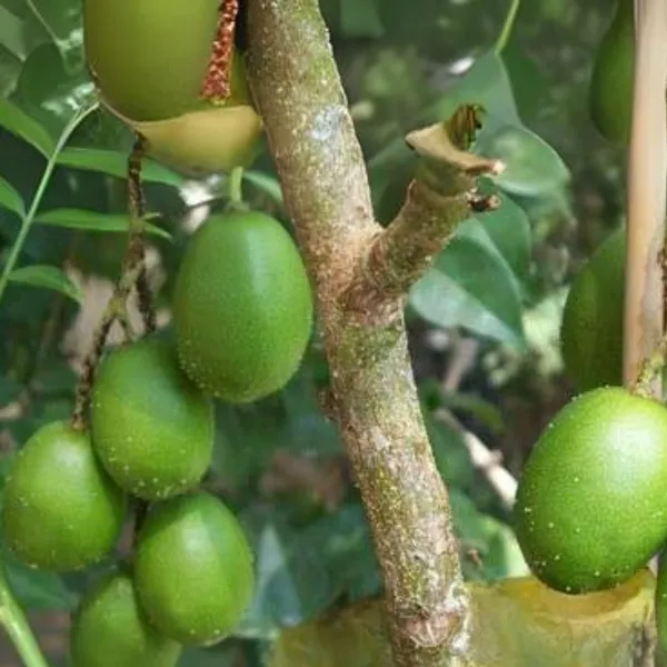 Live_June_Plum_Plant_Suitable_For_Bonsai_Default_Title