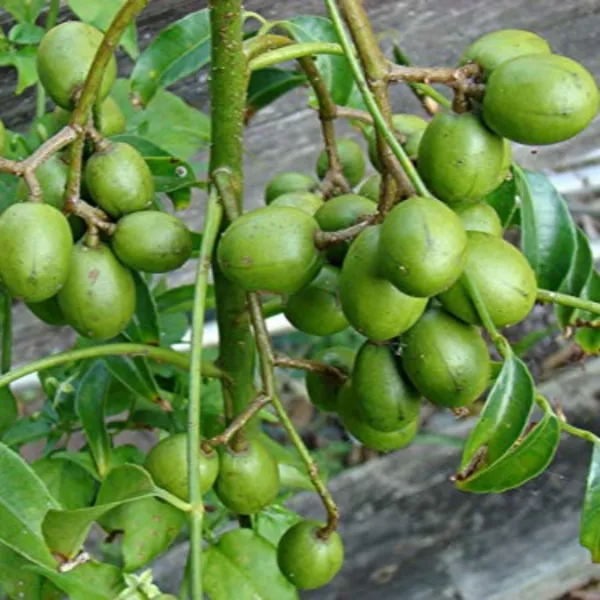 Live_June_Plum_Plant_Suitable_For_Bonsai_Default_Title
