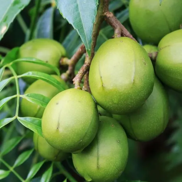 Live_June_Plum_Plant_Suitable_For_Bonsai_Default_Title