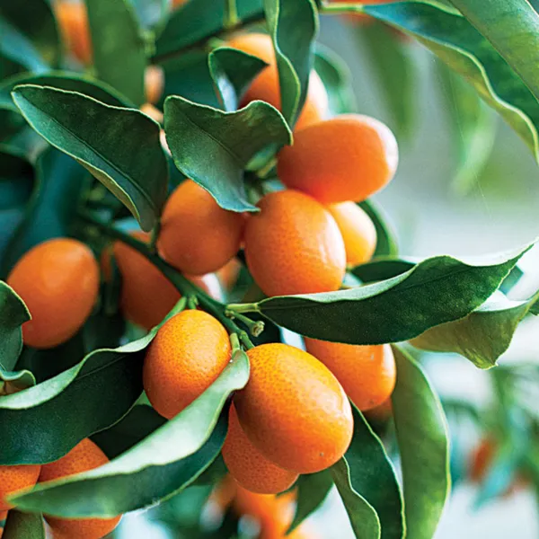 Live_Sweet_Cherry_Lime_Plant_Suitable_For_Bonsai_Default_Title