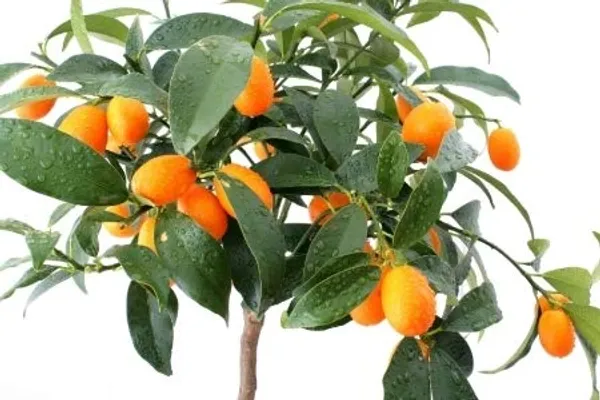 Live_Sweet_Cherry_Lime_Plant_Suitable_For_Bonsai_Default_Title