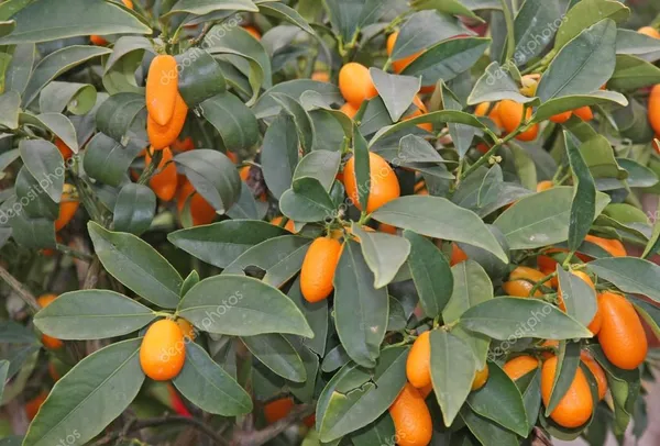 Live_Sweet_Cherry_Lime_Plant_Suitable_For_Bonsai_Default_Title