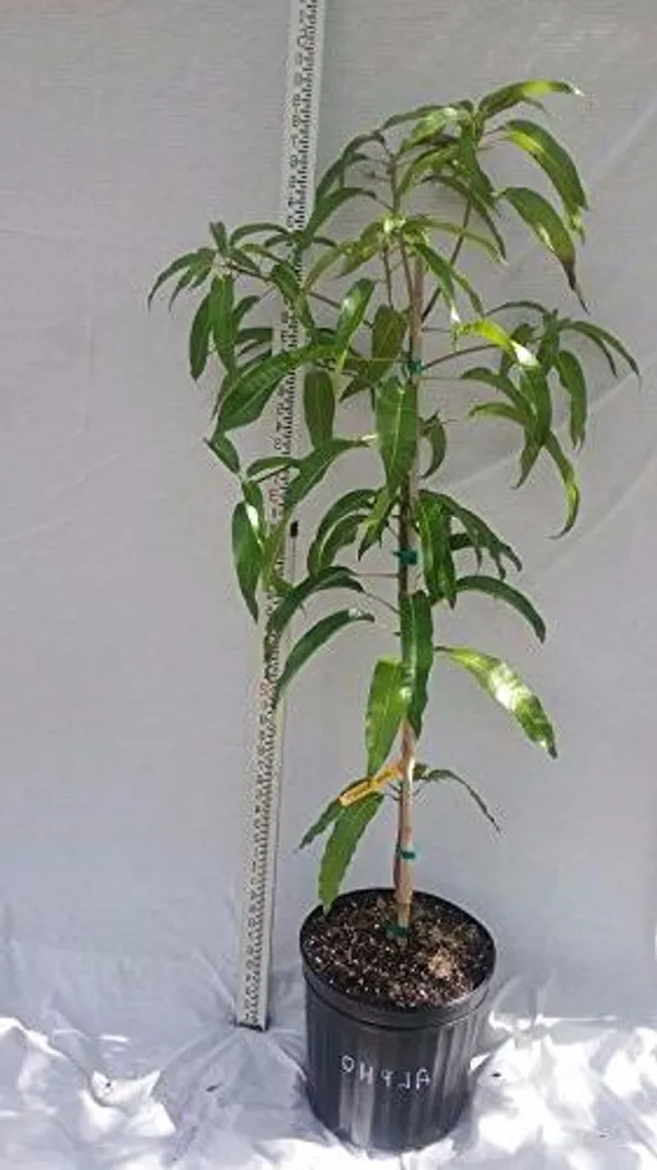 Exclusive_Alphanso_Devgad_Hapus_Mango_Live_Plant_Default_Title