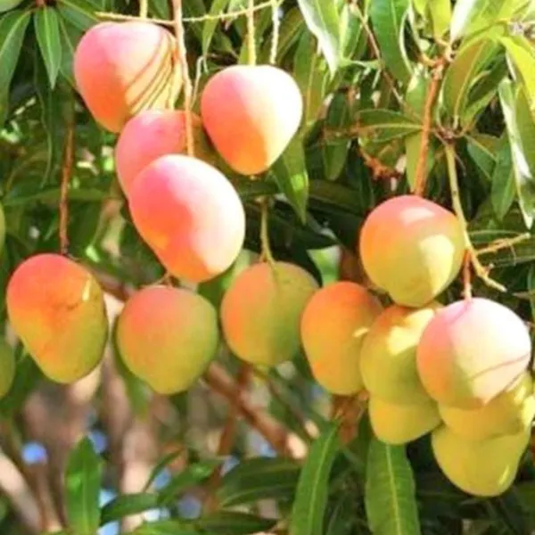 Exclusive_Alphanso_Devgad_Hapus_Mango_Live_Plant_Default_Title