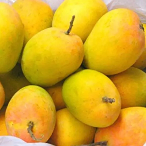Exclusive_Alphanso_Devgad_Hapus_Mango_Live_Plant_Default_Title