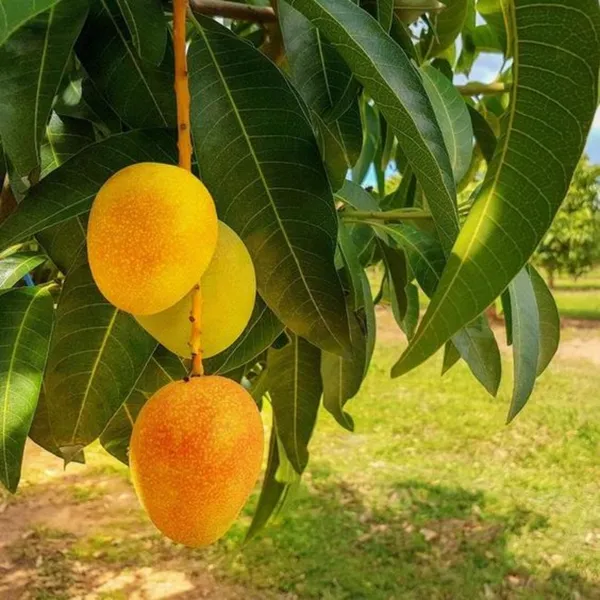 Exclusive_Alphanso_Devgad_Hapus_Mango_Live_Plant_Default_Title