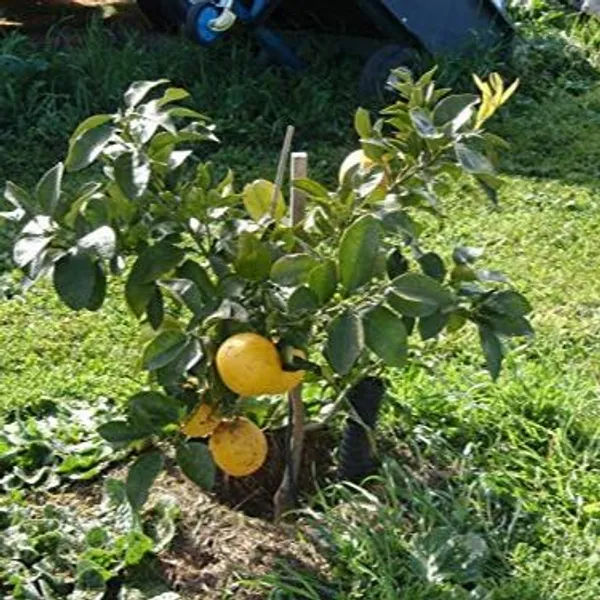Live_Grape_Fruit_Plant_Suitable_For_Bonsai_Default_Title