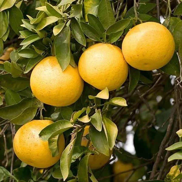 Live_Grape_Fruit_Plant_Suitable_For_Bonsai_Default_Title