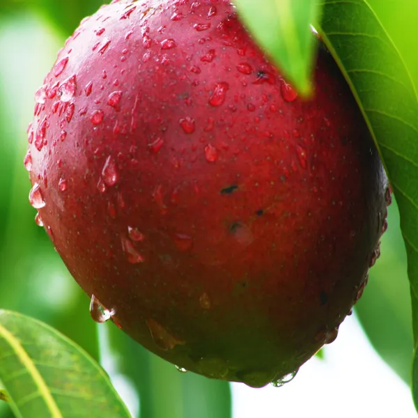 Exclusive_Red_Mango_Live_Plant_Green_Paradise_Live_Default_Title