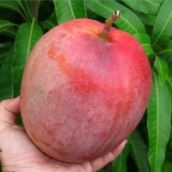 Exclusive_Red_Mango_Live_Plant_Green_Paradise_Live_Default_Title