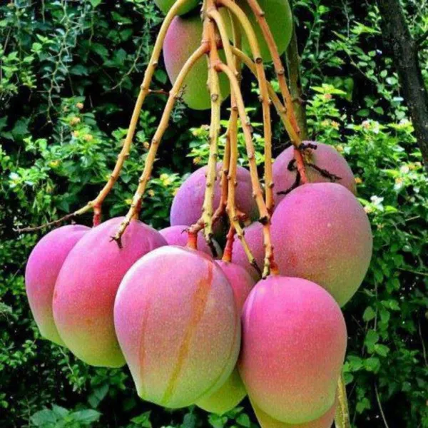 Exclusive_Apple_Mango_Live_Plant_Green_Paradie_Live_Default_Title