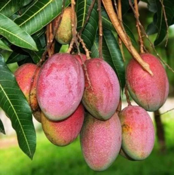 Exclusive_Apple_Mango_Live_Plant_Green_Paradie_Live_Default_Title
