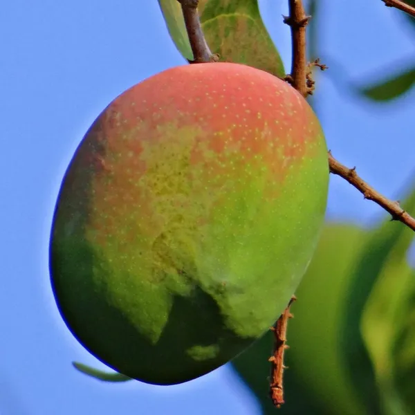 Exclusive_Apple_Mango_Live_Plant_Green_Paradie_Live_Default_Title