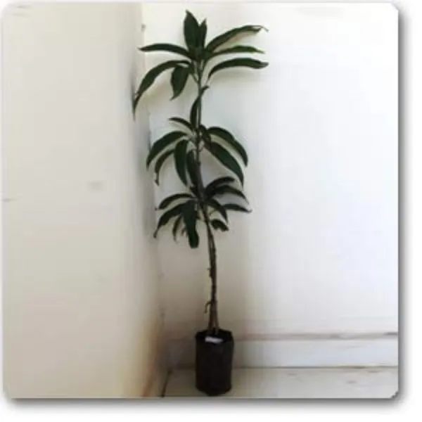 Exclusive_Dusheri_Mango_Live_Plant_Green_Paradise_Live_Default_Title