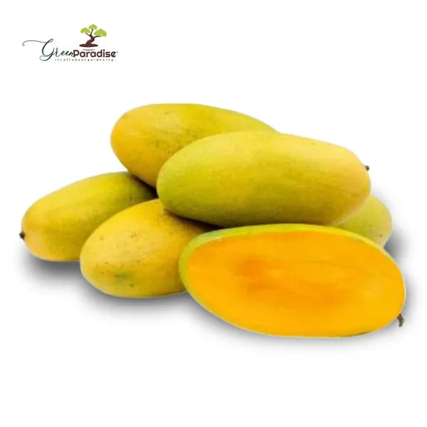 Exclusive_Dusheri_Mango_Live_Plant_Green_Paradise_Live_Default_Title