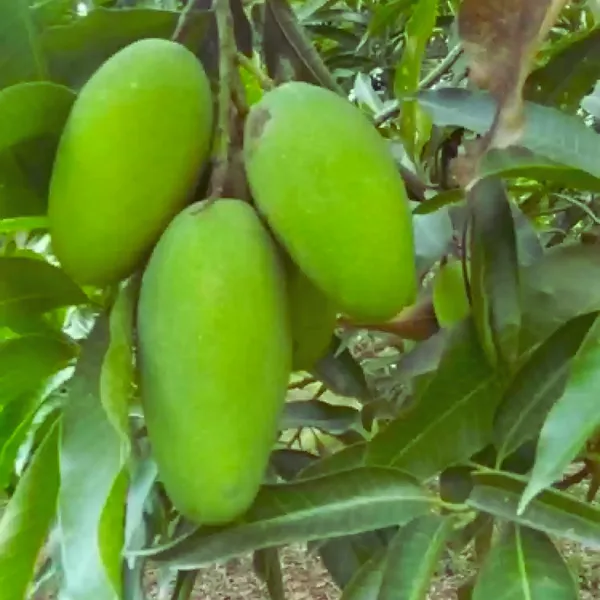 Exclusive_Dusheri_Mango_Live_Plant_Green_Paradise_Live_Default_Title
