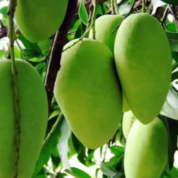 Exclusive_Dusheri_Mango_Live_Plant_Green_Paradise_Live_Default_Title