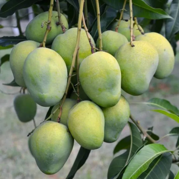 Exclusive_Langra_Mango_Live_Plant_Green_Paradise_Live_Default_Title