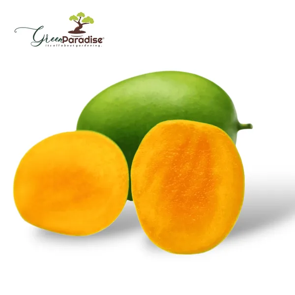Exclusive_Langra_Mango_Live_Plant_Green_Paradise_Live_Default_Title