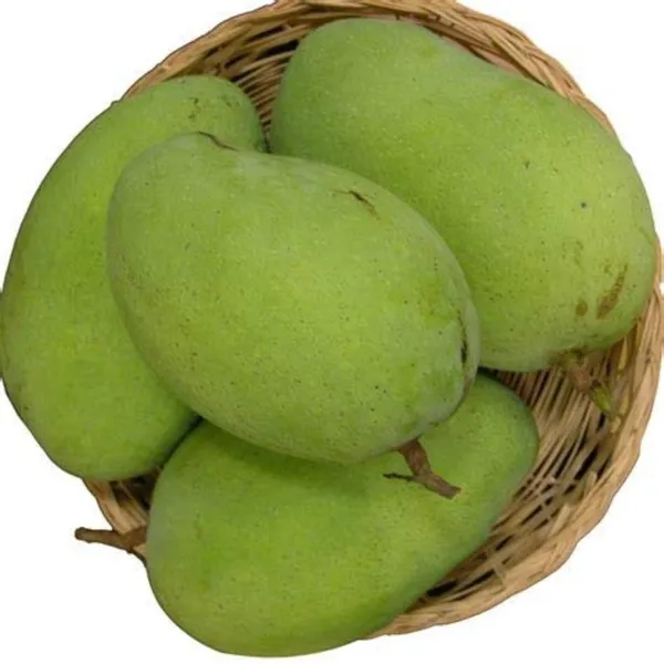 Exclusive_Langra_Mango_Live_Plant_Green_Paradise_Live_Default_Title