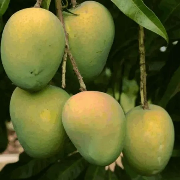 Exclusive_Langra_Mango_Live_Plant_Green_Paradise_Live_Default_Title